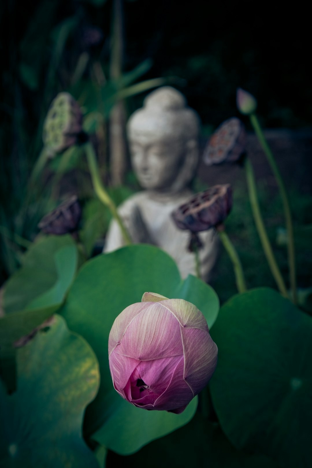 shallow focus photo of flower- 3. Equilibrio Trabajo-Vida - estrategias humanas-